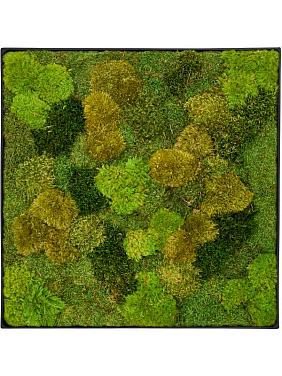 Картина из мха nova frame anthracite-concrete 20% flat and 80% exclusive moss (mix)