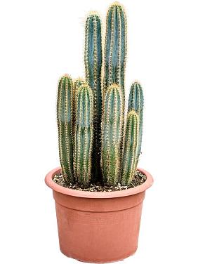 Пилозоцереус Лазурный  