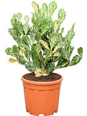 Опунция Ямайская Призрак Опунция Ямайская Призрак