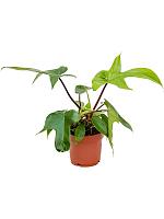 Филодендрон Флорида Грин H25 D12 см