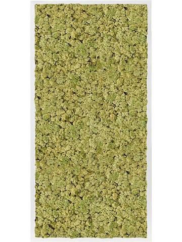 Картина из мха mdf ral 9010 satin gloss 100% reindeer moss (old green) Картина из мха mdf ral 9010 satin gloss 100% reindeer moss (old green)
