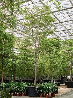 Буцида Буцерас (Терминалия)