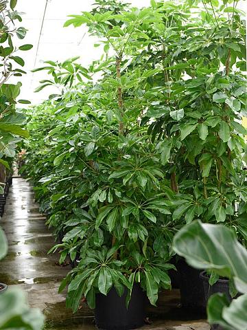 Шеффлера Амате разветвленная Шеффлера Амате разветвленная