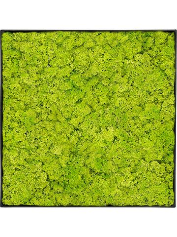Картина из мха nova frame anthracite-concrete reindeer moss (spring green) Картина из мха nova frame anthracite-concrete reindeer moss (spring green)