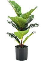 Фикус Лирата искусственный W35 H55 см