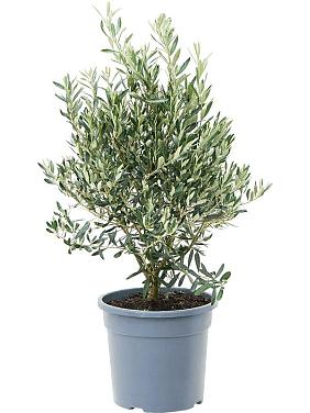 Оливковое дерево (Олива европейская)