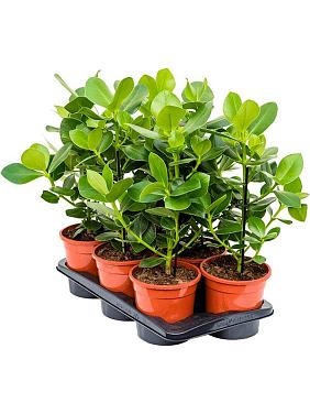 Клузия Росеа Принцесс Клузия Росеа Принцесс