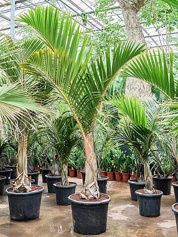 Гиофорба Вершаффельта бутылочная