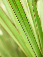 Латания лонтароидная H140 D38 см