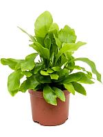 Асплениум Нидус гнездовой H20 D8 см