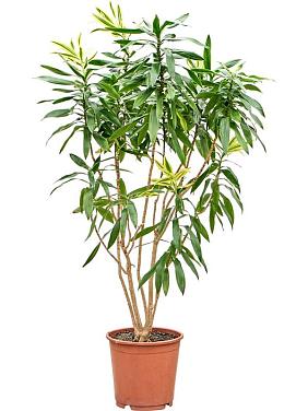 Драцена Песня Шри-Ланки