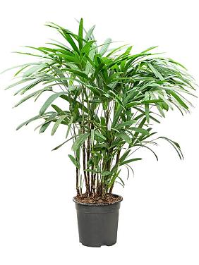 Рапис высокий