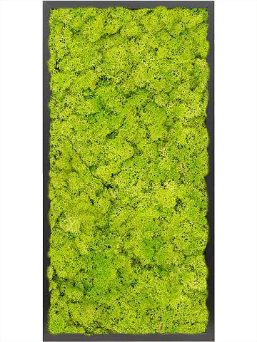 Картина из мха mdf ral 9005 satin gloss 100% reindeer moss (spring green) Картина из мха mdf ral 9005 satin gloss 100% reindeer moss (spring green)