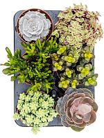 Суккуленты микс H20 D12 см