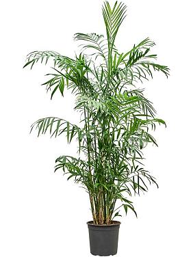 Хамедорея Зейфрица