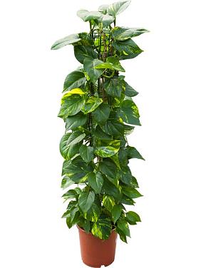 Эпипремнум Золотистый