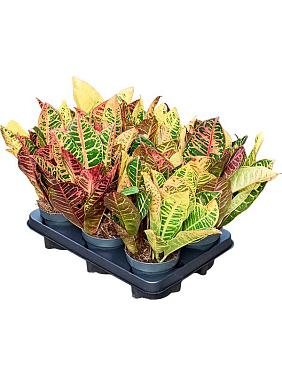 Кротон (Кодиеум) Петра