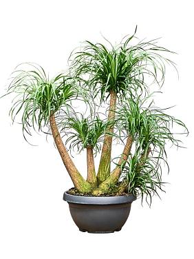 Нолина (Бокарнея отогнутая) разветвленная