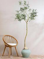 Кашпо Mediterranean zeus s, rustic green D37 H32 см
