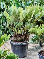 Замия Фурфурацея шершавая H135 D45 см