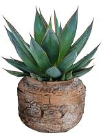 Агава Шака Зулу зеленая H25 D15 см