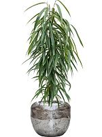 Фикус Бенедикта Али H110 D21 см