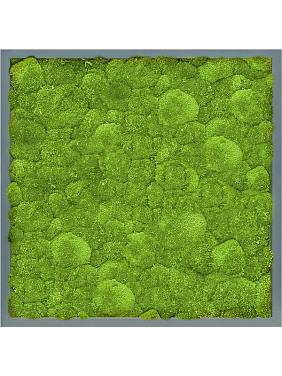 Картина из мха mdf ral 7016 satin gloss 100% ball moss Картина из мха mdf ral 7016 satin gloss 100% ball moss