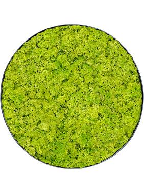 Картина из мха nova frame anthracite-concrete reindeer moss (spring green) Картина из мха nova frame anthracite-concrete reindeer moss (spring green)