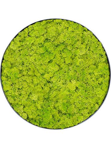 Картина из мха nova frame anthracite-concrete reindeer moss (spring green) Картина из мха nova frame anthracite-concrete reindeer moss (spring green)