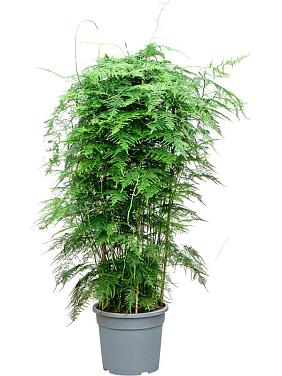 Аспарагус перистый Плюмозус