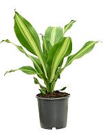 Драцена Фрагранс Берли H40 D13 см