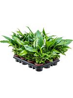 Спатифиллум Перл Купидо H35 D9 см