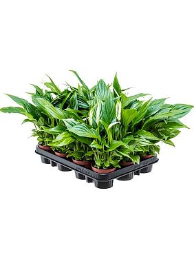 Спатифиллум Перл Купидо