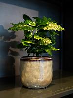 Кашпо Mabel pot sage D8 H7 см Кашпо Mabel pot sage D8 H7 см