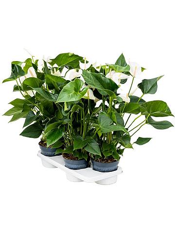 Антуриум Андрианум Сиерра белый Антуриум Андрианум Сиерра белый