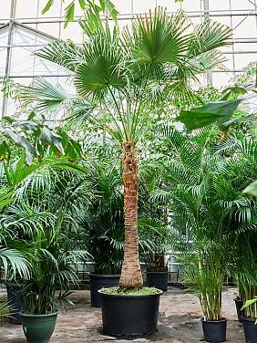 Ливистона Китайская Нефрит Ливистона Китайская Нефрит