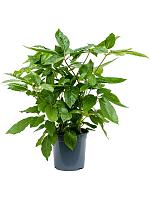 Шеффлера Амате H70 D19 см Шеффлера Амате H70 D19 см