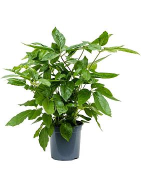 Шеффлера Амате Шеффлера Амате