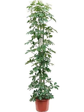 Шеффлера Компакта Шеффлера Компакта