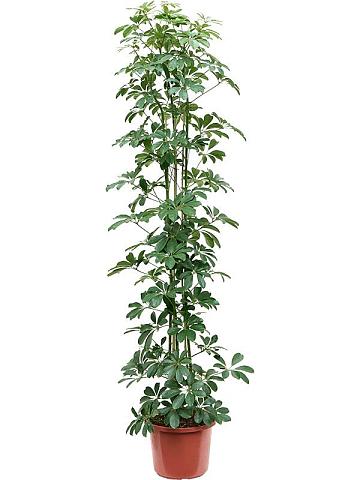 Шеффлера Компакта Шеффлера Компакта