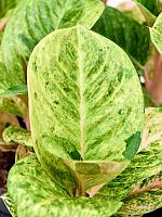 Аглаонема Эпл Фэнтези H35 D12 см