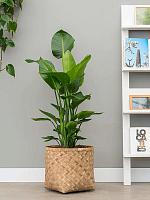 Стрелиция Николая H190 D30 см