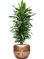 Драцена Фрагранс Джанет Линд разветвленная H100 D27 см
