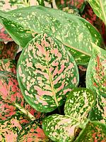 Аглаонема Венус H30 D13 см