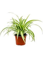 Хлорофитум Вариегата хохлатый H20 D12 см