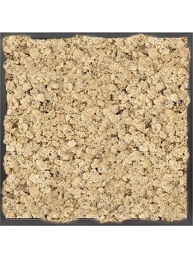Картина из мха mdf ral 9005 satin gloss 100% reindeer moss (natural) Картина из мха mdf ral 9005 satin gloss 100% reindeer moss (natural)