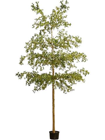 Буцида искусственная Буцида искусственная