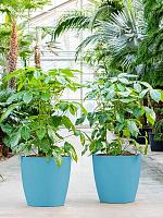 Кашпо Baq ecoline phoenix regular couple D28 H25 см