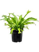 Асплениум Эми H50 D17 см
