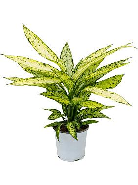 Диффенбахия Везувий Диффенбахия Везувий